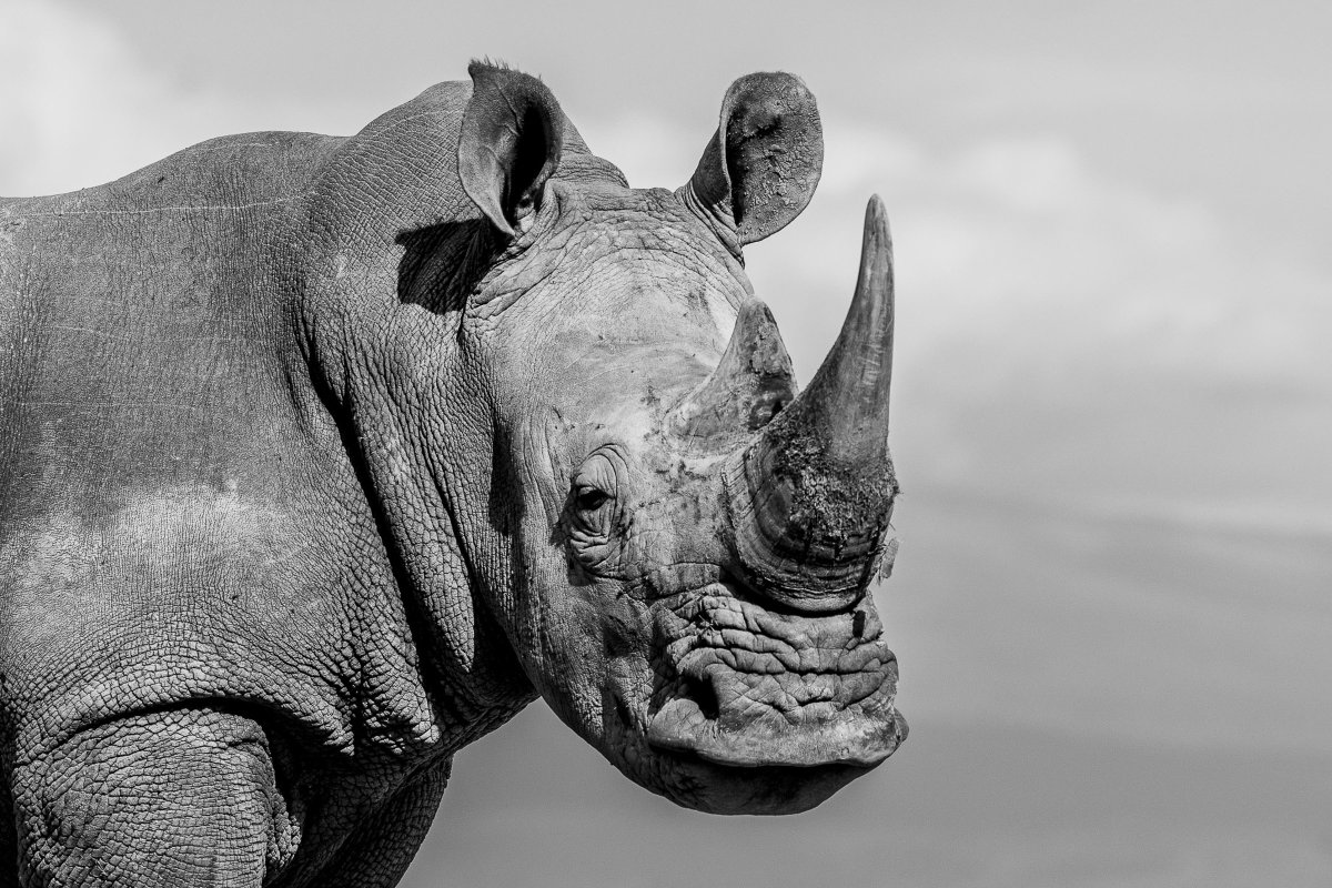 OlPejetaEscapes's tweet photo. Our photo of the week!😍

This incredible photo was captured by @willfortescue 

#PhotooftheWeek #OlPejeta #WildlifeConservation #RhinoConservation #RhinoProtection #WildlifePhotography #SouthernWhiteRhino https://t.co/YkJfeIieiS