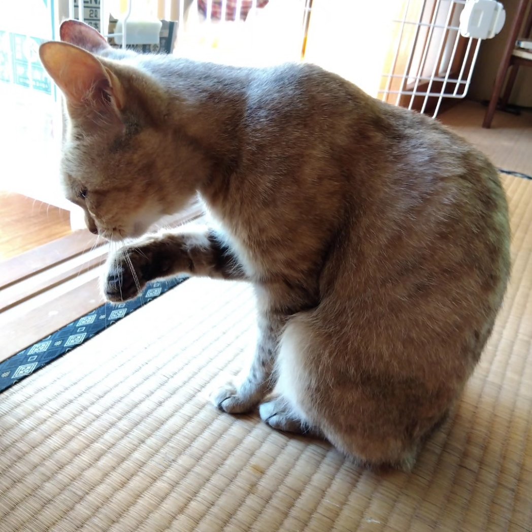 eanNVhPdM8OaAyi's tweet image. 涙を止めるために使ってみる。
#猫
#ねこ
#保護猫
#猫風邪 
#ねこのなみだ 
#リジン
#Ｌリジン