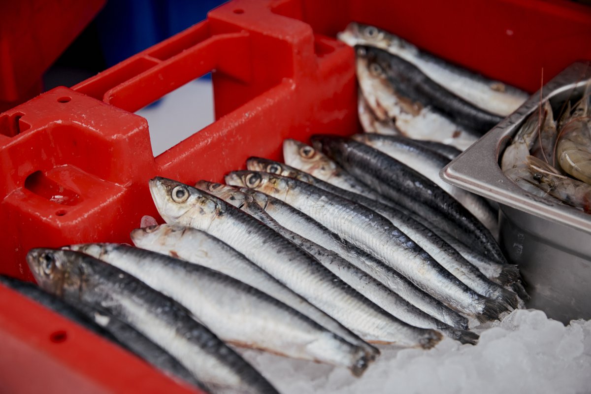 Don’t forget the Fish Market &amp; BBQ at The Hook &amp; Line every Saturday!

Pop down and see us from 10am 🐟🦞

#thehookandlineplymouth #freshfish #bbq #plymouth #yardlife