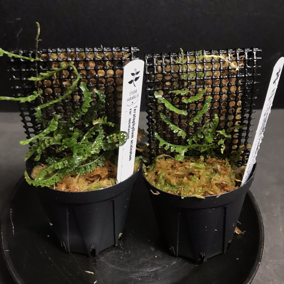 PALUDAMAN's tweet photo. スタバリブースの推し草 その19
Teratophyllum sculeatum var.montanum [ksb]
テラトフィラム アクレアタム

通称バードウィング。鳥の羽のような葉を左右に展開しながら壁を登るクライマーのシダ。

#パルコレ #PALUCOLLE https://t.co/Y8OVBBsVy8