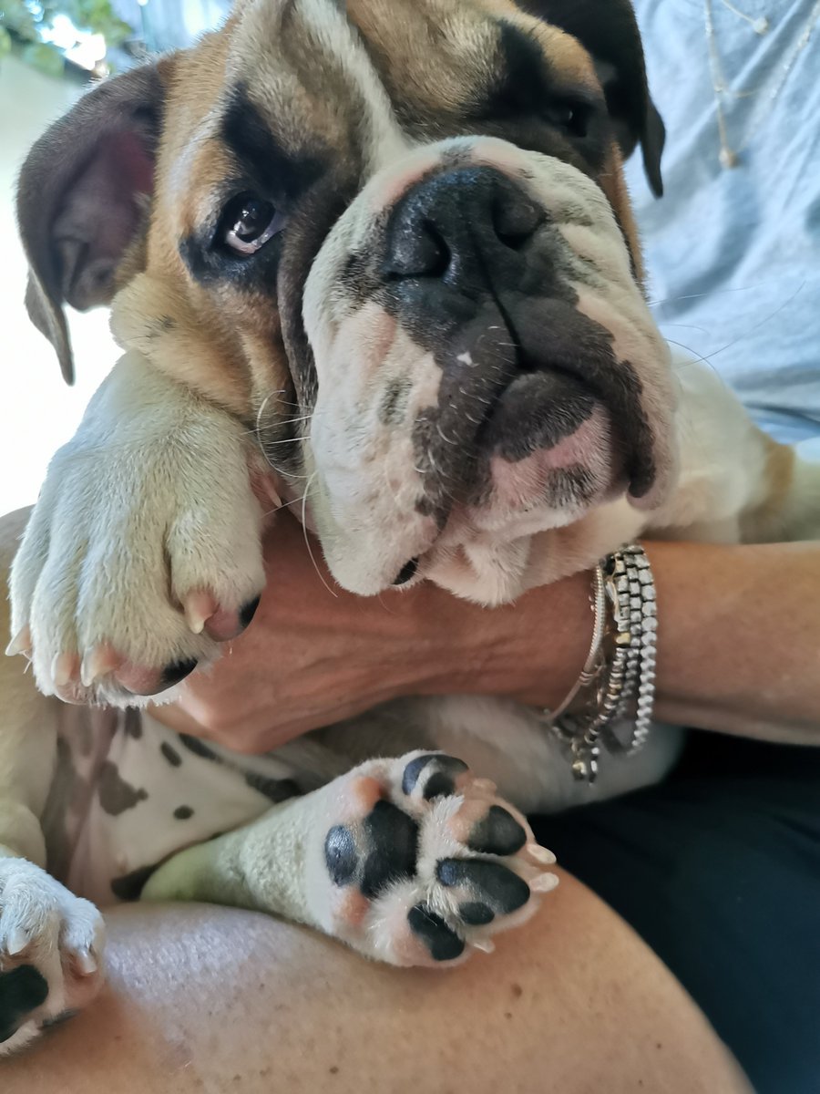 Dakota the Bulldog tweet media