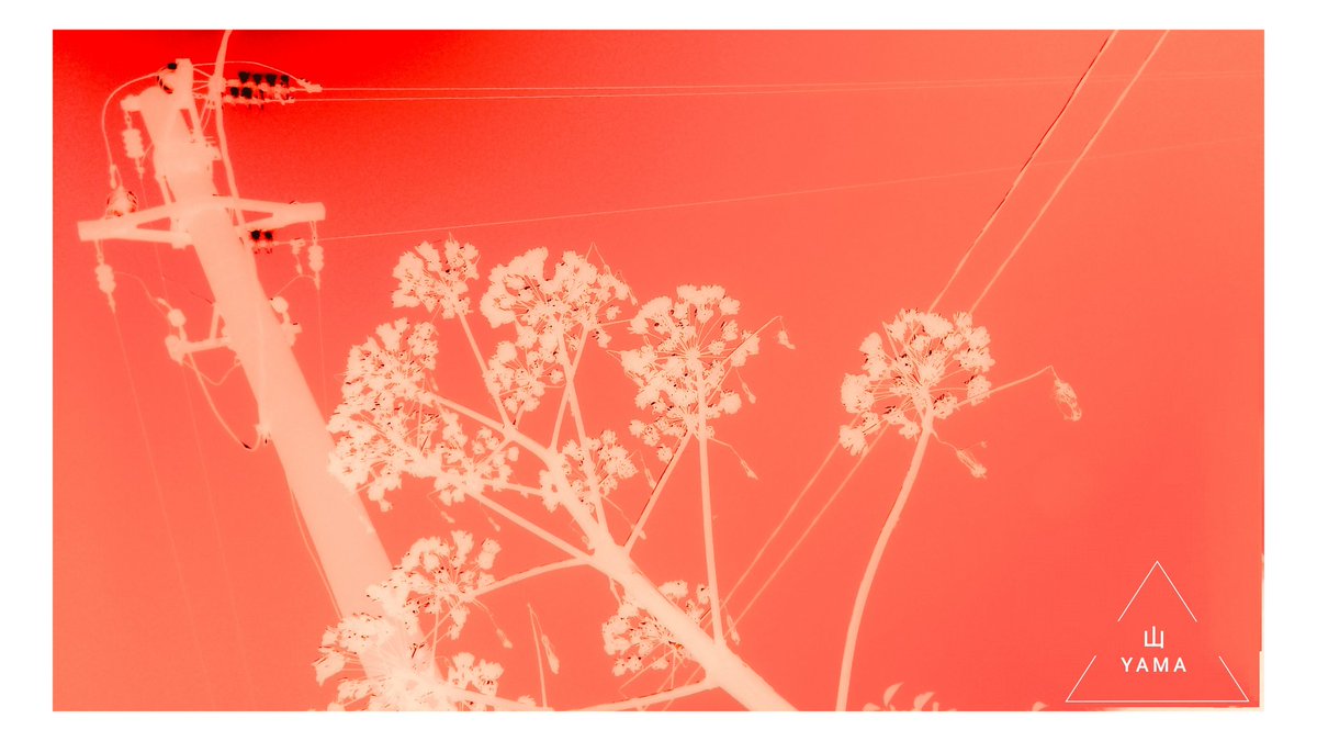 Yama_VP's tweet image. •Polarized Pink Reality 
#Polarized #Pink #Reality #Powerlines #Flora #Ferula #Flower #White #Puglia #Nuanced #Minimal #Poster #parconazionaledellaltamurgia #Landscape #Nature #Italy #MurgiaAdventures #Minimalphotography #Photography #Yama山 #山