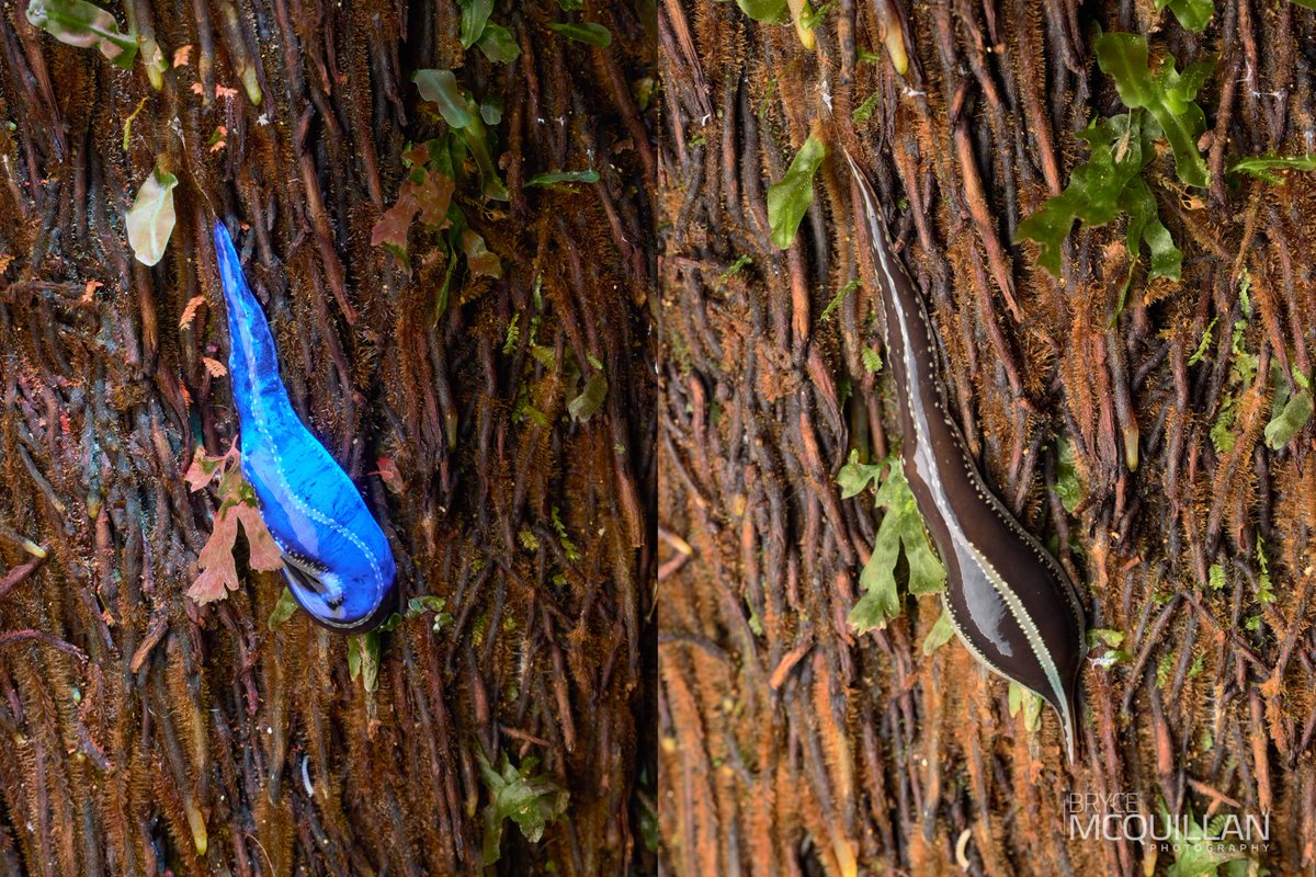 Large stripe flatworm

Many of our flatworms glow brightly under UV, in order to observed this correctly, you do need to have a good uv torch.

Thabks to Russell Ingram-Seal for holding the uv torch.

#UV #ultraviolet #glowing #canonnz #canonr5 #canoneosr5
