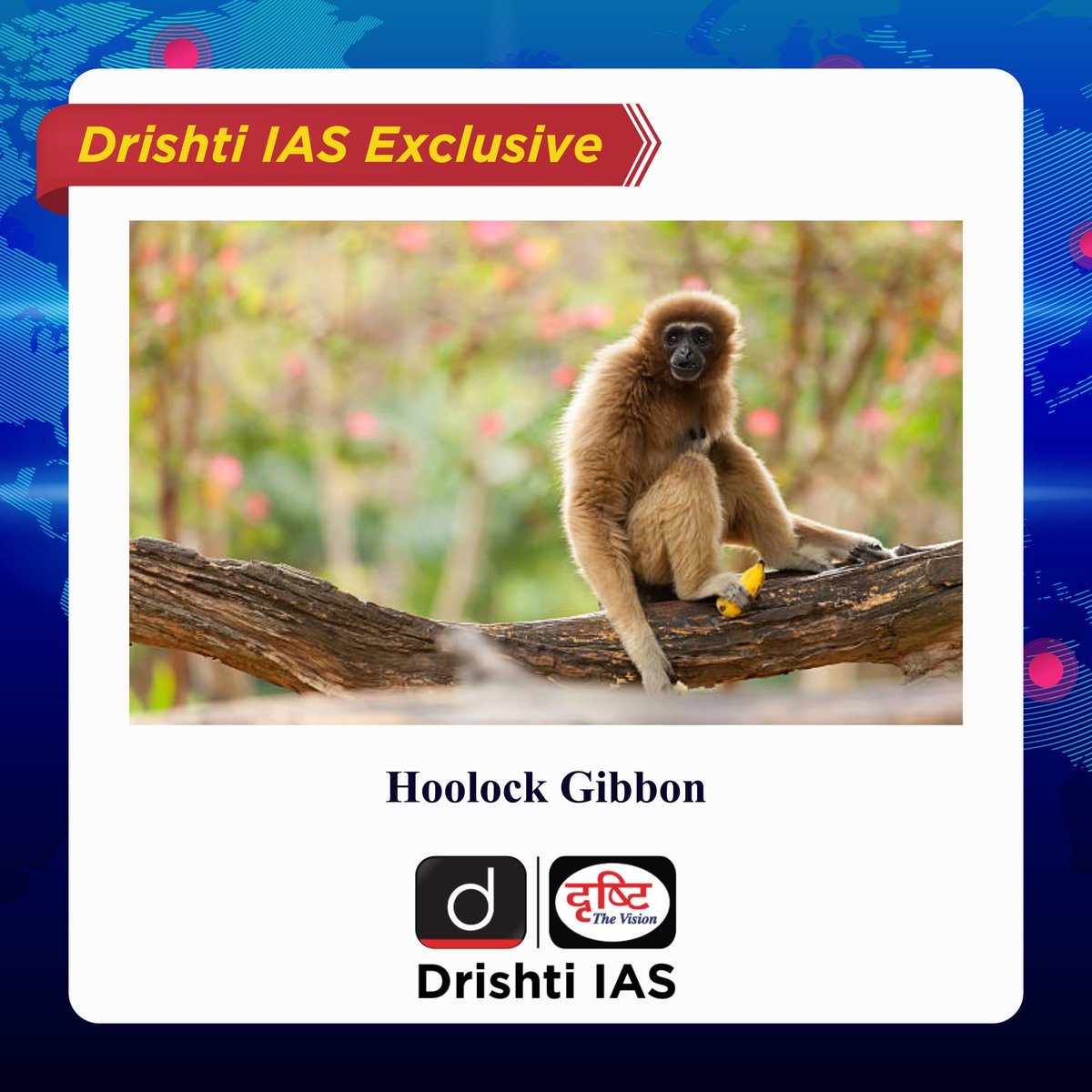 drishtiiaseng's tweet photo. #DrishtiIASExclusive now comes with a #Quiz for #Prelims2023
Today's Quiz is based on the Exclusive posted on 25 July 2023
Check the link https://t.co/dOl61B6tTA
#PrelimsWithDrishtiIAS #UPSC2023 #UPSC #IAS #Hoolock #Gibbon #Forest #Millitary #P75 #DrishtiIAS #DrishtiIASEnglish https://t.co/iQihP93T68