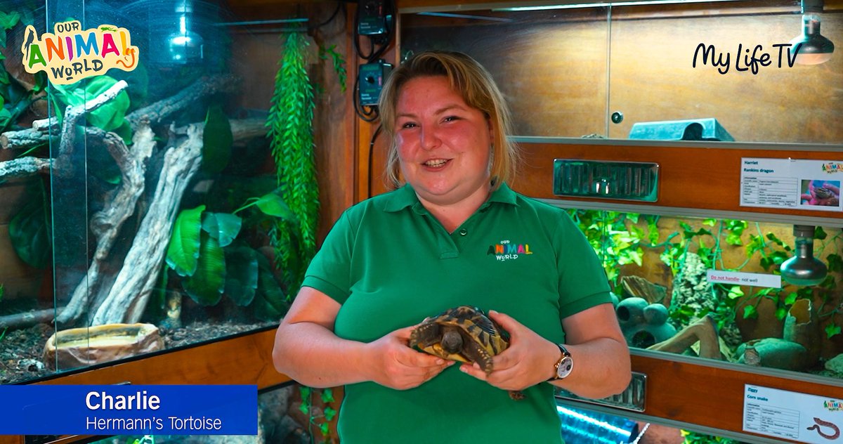 MyLifeFilmsOrg's tweet photo. It's #InternationalTigerDay &amp; for all animal lovers out there, we've a brilliant new series, made with @ouranimalworld1 . Host Laura introduces some wonderful animals, from Bearded Dragons, to Gargoyle Geckos, bunnies to budgies. Watch on My Life TV #demenitiacare #carehomes https://t.co/JV4KKspZcG