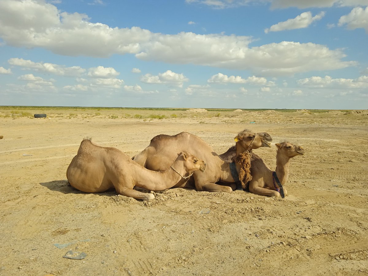 Commemorative photos of the Kazakh government with #camels!