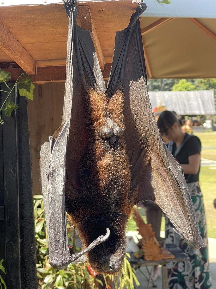 PoppySpaniel666's tweet photo. Check out the gear on this guy! 😳🤭🫣 #batballs #Bali https://t.co/IHpsUF9lBn