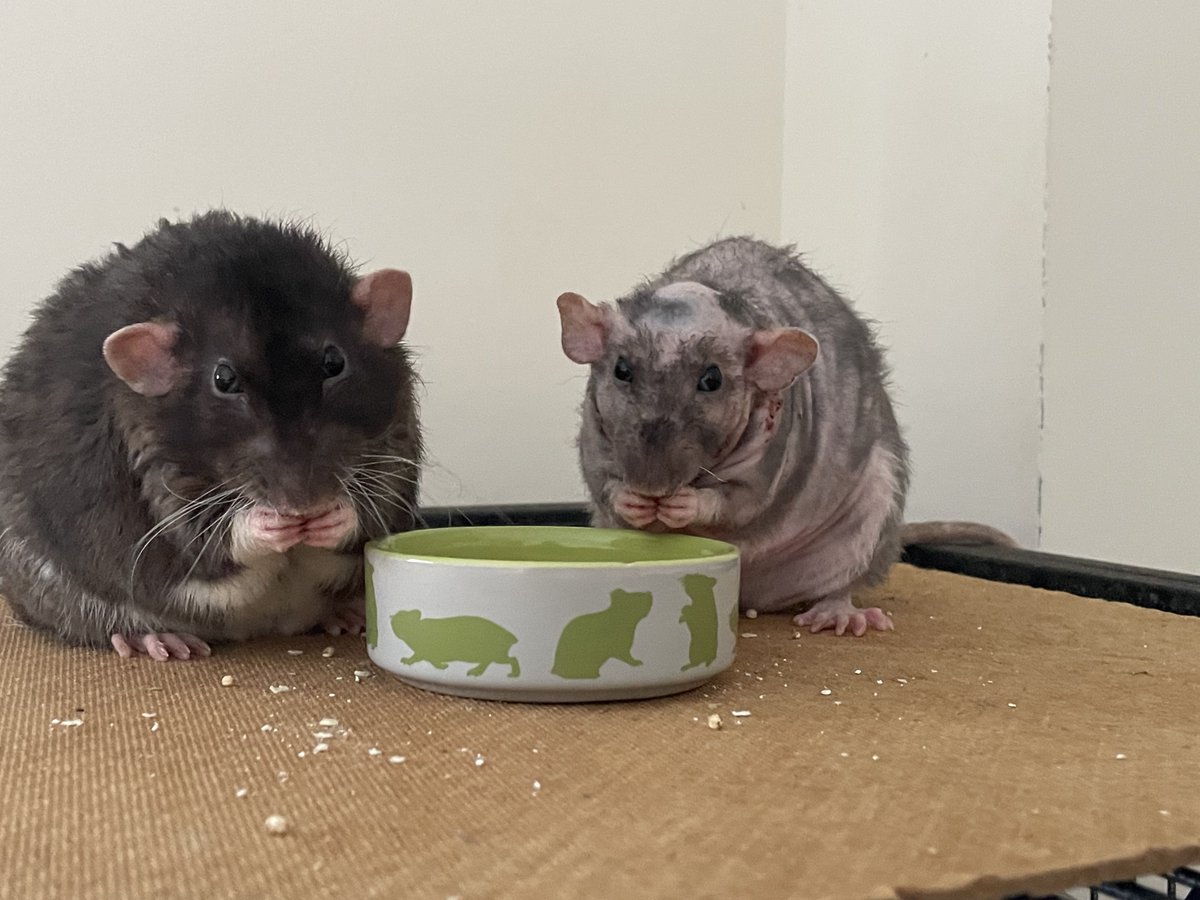 Happy #raturday eberyone!

Me and Bandit are hab brekkie on roof today; da views are spegtakler!

Hab a great day! 

- Cubby