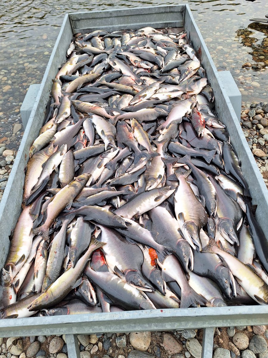 JaakkoErkinaro's tweet photo. Large catches of #alien pink #salmon are caught in the River Teno/Tana 🇫🇮🇳🇴 using small traditional Sámi drift nets modified for pinks. Up to 100 fish per single short sweep. Migration is soon over, focus is now on shallow spawning grounds
@LukeFinlandInt @Barents_IAS https://t.co/LPKA6jicjv