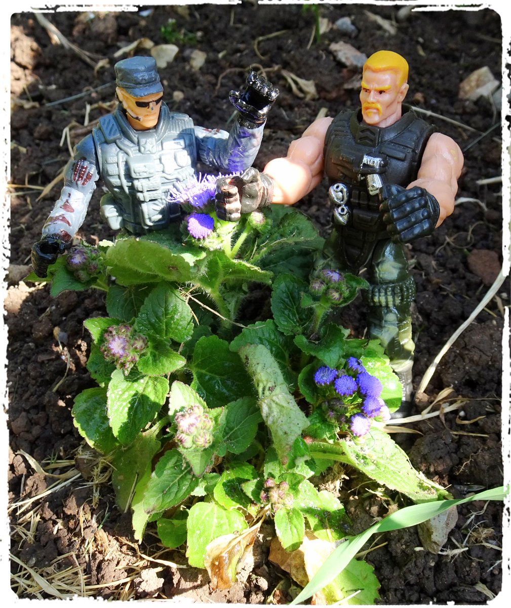 OldSchoolBooks1's tweet photo. I like #ageratum plants. They self-seed for next year, even if they do sometimes take a little while to get going. But don't worry. I've got some professionals in to help me. #Armyguys #Armytoys #gardening https://t.co/b8wFO0fAty