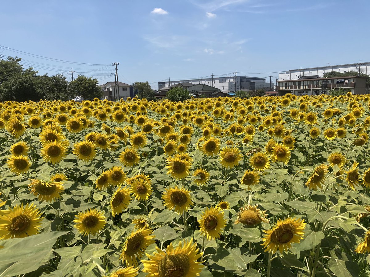 usk31's tweet photo. 蓮田ひまわり畑ライブ2023🌻
代役で明日も出ることになったぞ🎹 https://t.co/FAttDn8SI5