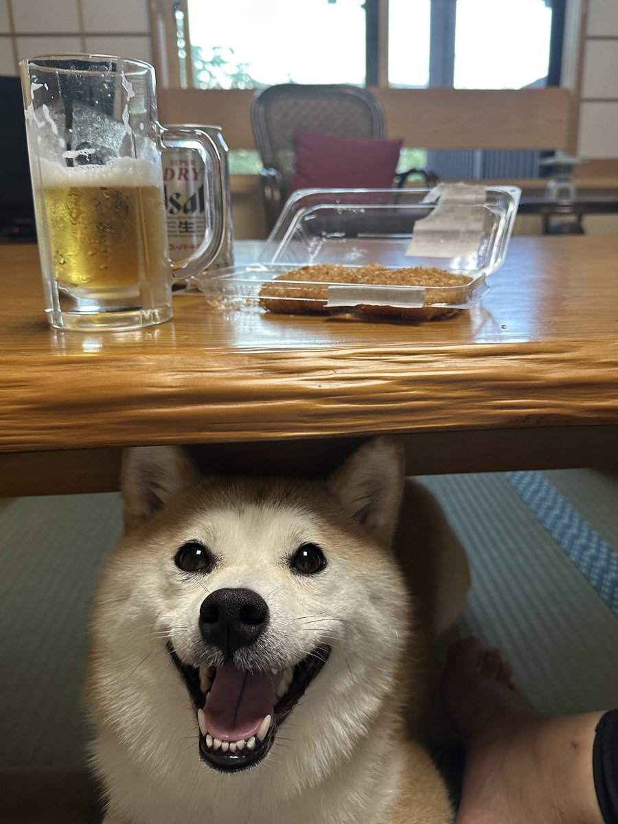 コロッケが落ちてくると信じてやまないイッヌ、ほんと可愛い