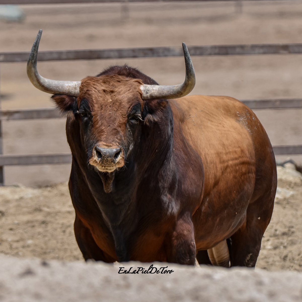 uruena_jimenez's tweet photo. Ganaderia de Fuente Ymbro. 
#toros #bous #fotografia #enlapieldetoro #cadiz https://t.co/ryM6YCtBda