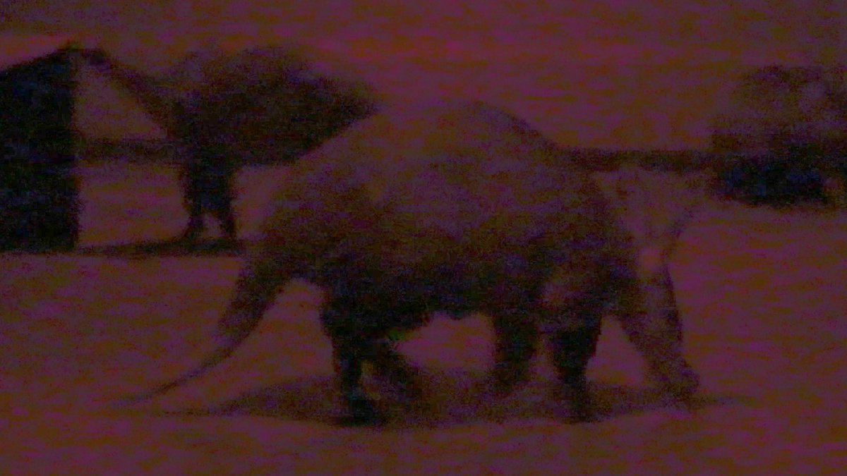 Aiku23818047's tweet image. The aardvark is considered the animal of Genesis by some tribes in southern Africa. It is an independent and unusual animal with no actual close relatives.

#aardvark #ardvark #aardvarks #rareanimal #strangeanimal