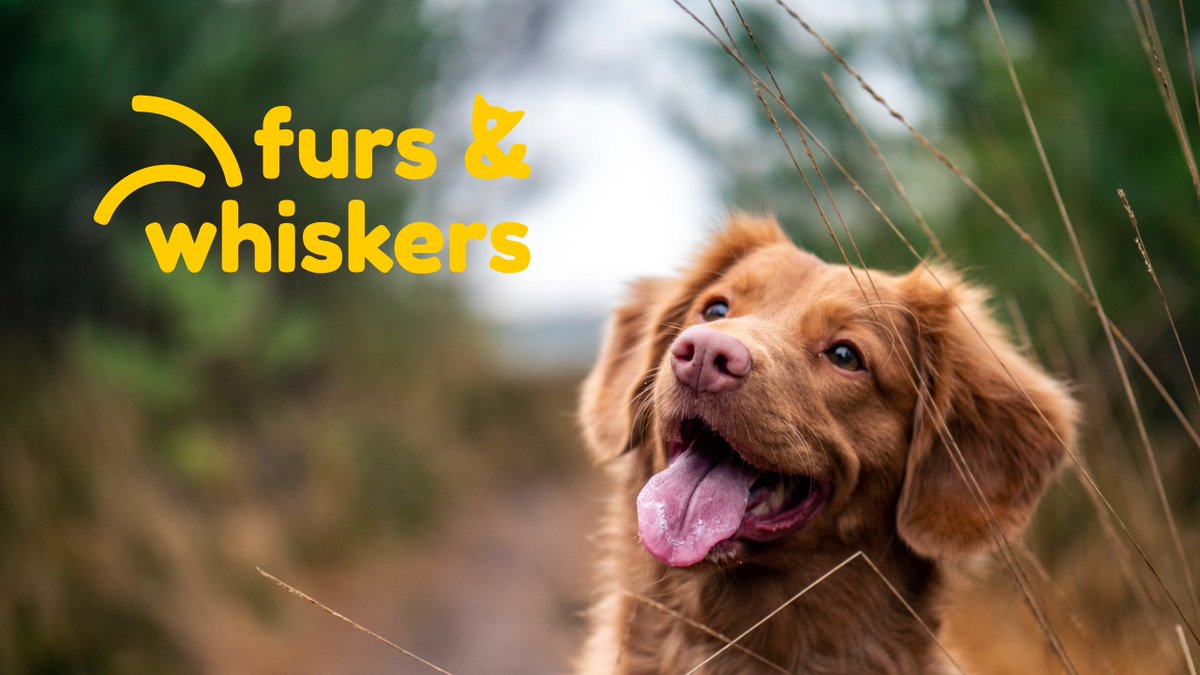 win7er_cs's tweet photo. cuteness overloaaaad ! ! !

#Logo #LogoDesign #branding #pets #dogs #CatsOfTwitter #commissionsopen https://t.co/dMez3om9PP