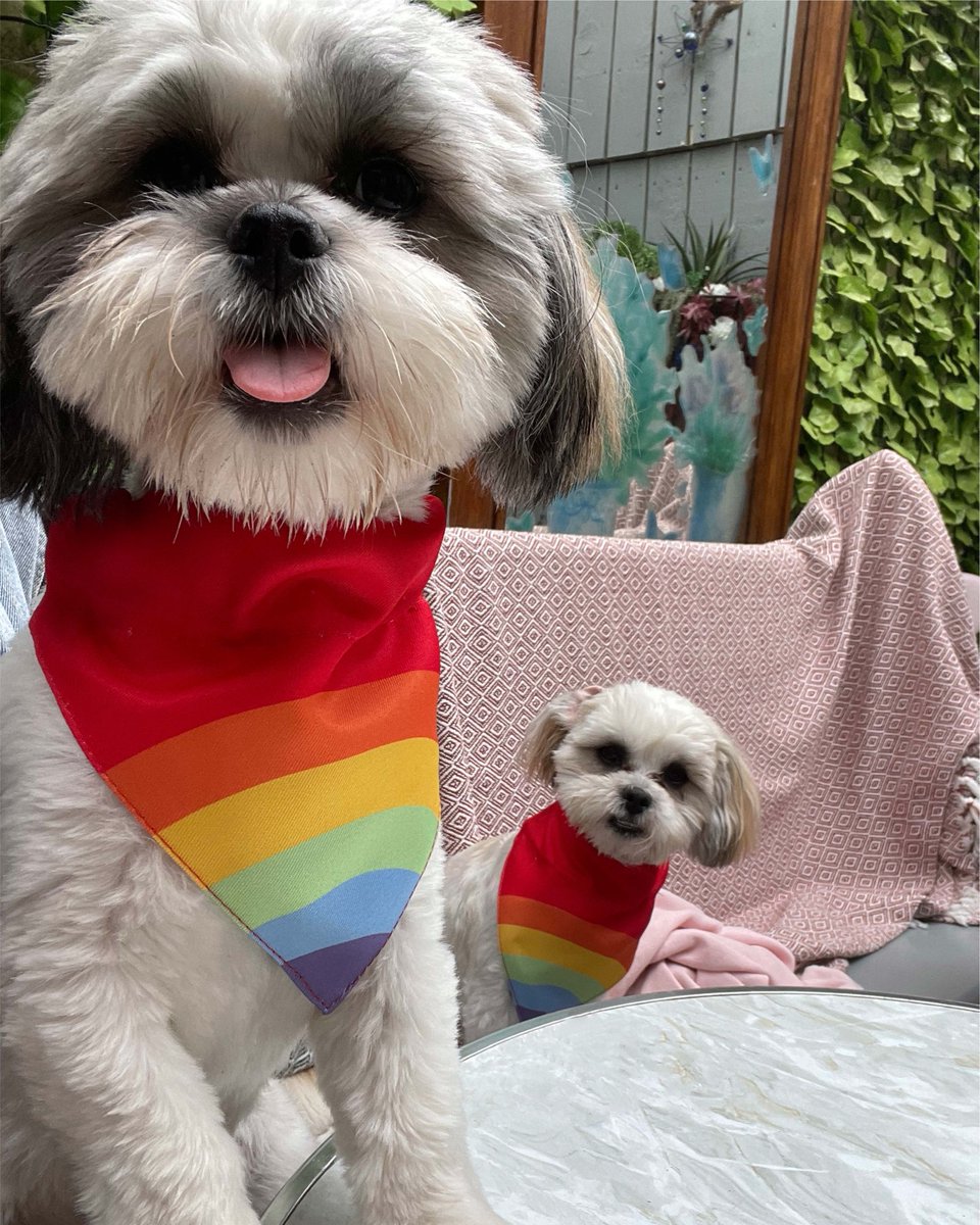 lamppost_cafe's tweet photo. 🌈 Happy Pride Belfast! 🌈 

Big love from the Lamppost family to you all ❤️

We hope everyone is having a wonderful day and celebrating however they want 🎉🥂

🦁❤️

#BelfastPride2023  #StandByYourTrans #LoveIsLove https://t.co/J53ELYUaKF