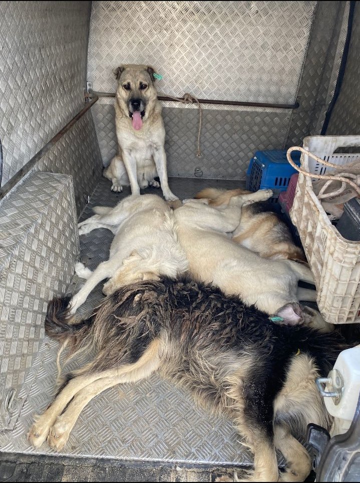 Toeachhhisown's tweet photo. Hayvanlar kaçmamis bile olduklari yerde vurulup, yigilmislar 🛑

Sadece serinlemek istediler ve sonlari bu oldu!!!!

KÖPEKLERE NE YAPTINIZ 

@cesmebld 
@MEkremOran 
@izmirvaliligi 
@izmir https://t.co/jAraU8iIq2