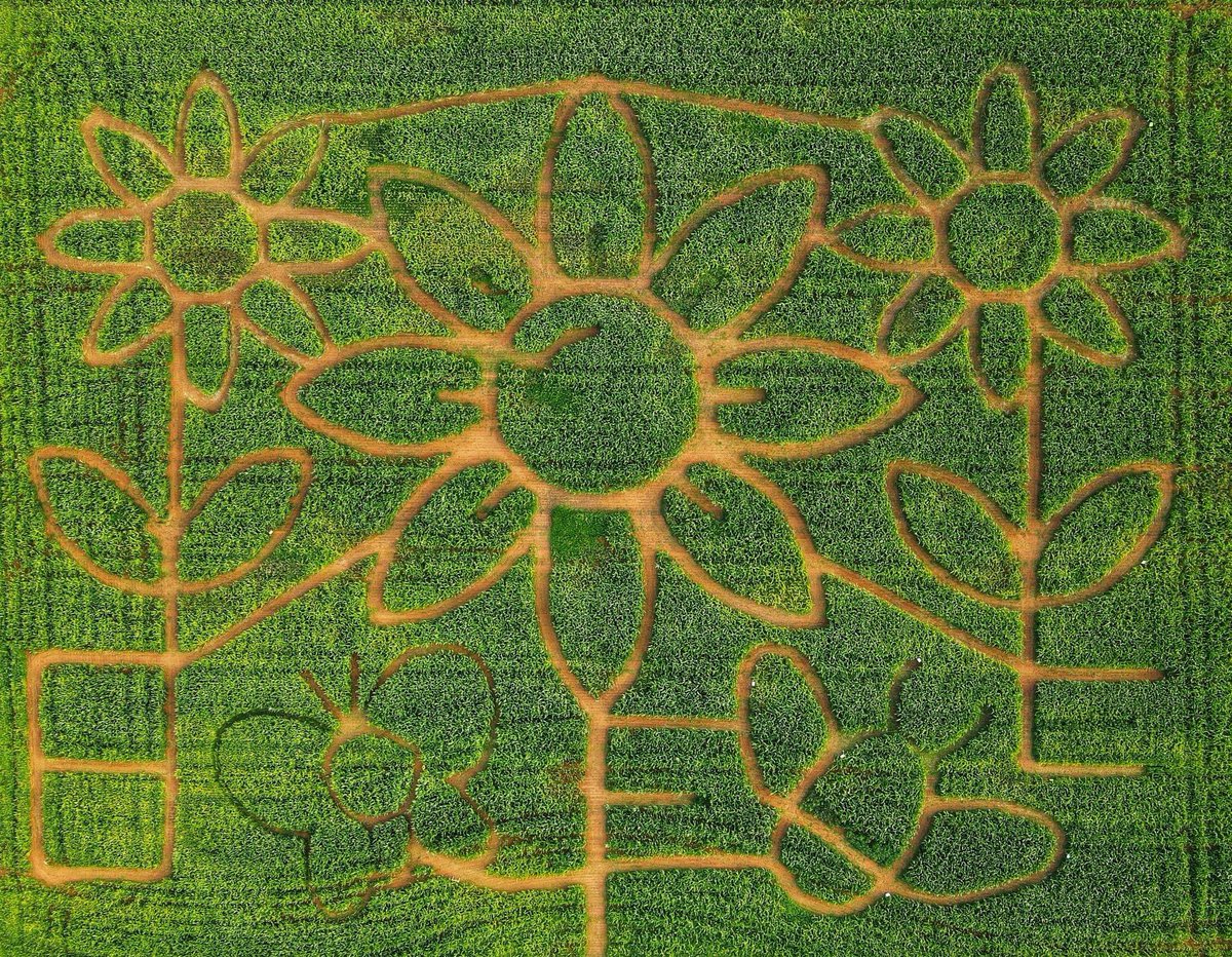 The suspense is over, our Maize Maze theme has been revealed 🌻 
Featuring two mini mazes 🦋 🐝 
Who’s coming to get lost?!
Our design this year celebrates our Behind the Garden Wall experience, now open every day for visitors to enjoy! unclehenrys.co.uk