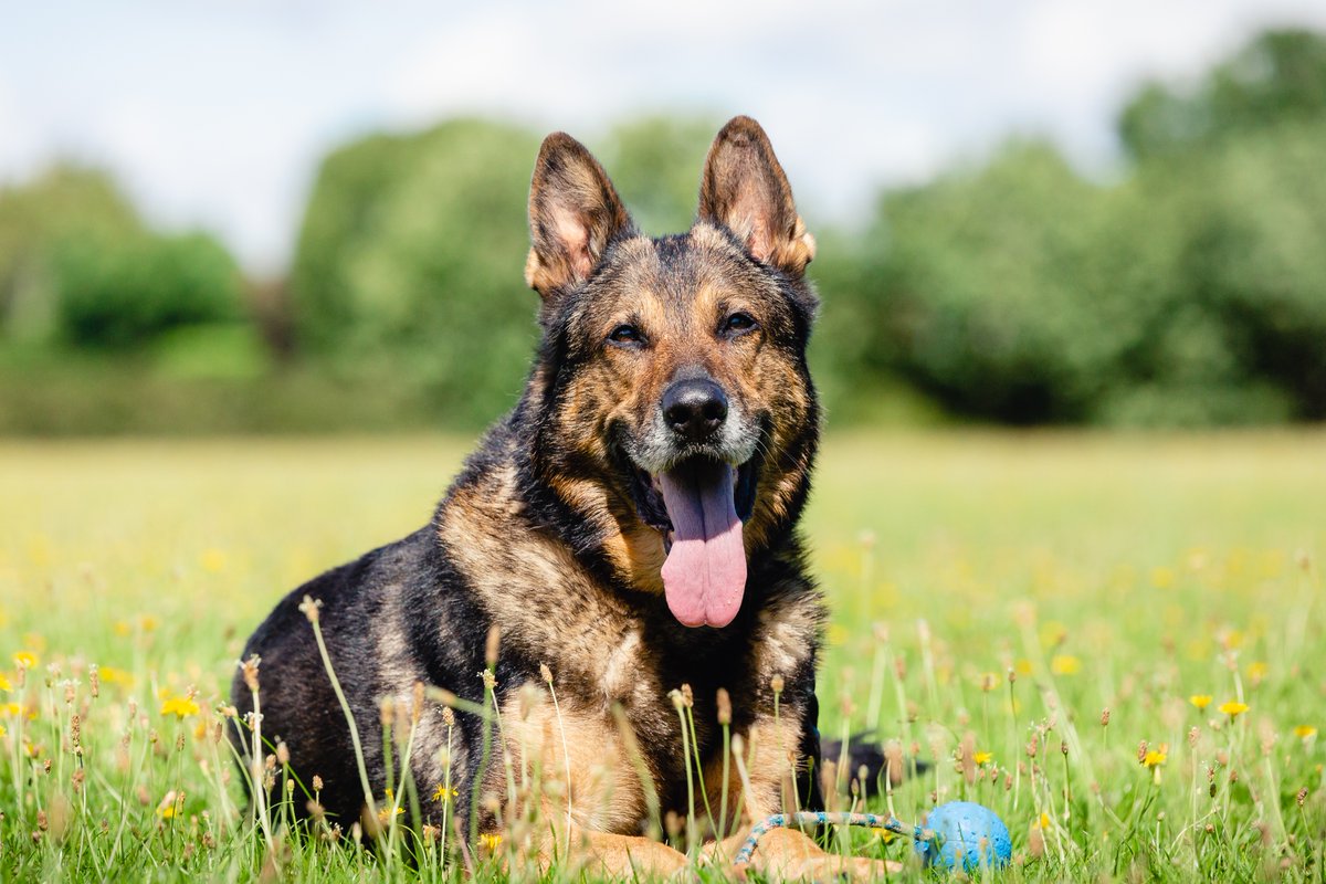 To celebrate the life and service of heroic Retired Police Dog Finn and with kind permission of the Wardell family, our foundation is raising funds to create the Retired Police Dog Finn Memorial Statue his honour. You can pay your respects to Finn and make a donation in his