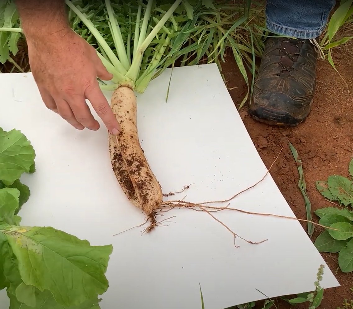 Tillage radish can be great for breaking up compaction in the soil. Learn more about using tillage radish as a cover crop and the benefits it can bring in our latest video: youtu.be/bHNp3qnBu58  

#OFCAF_NSNL #CdnAg @AAFC_Canada