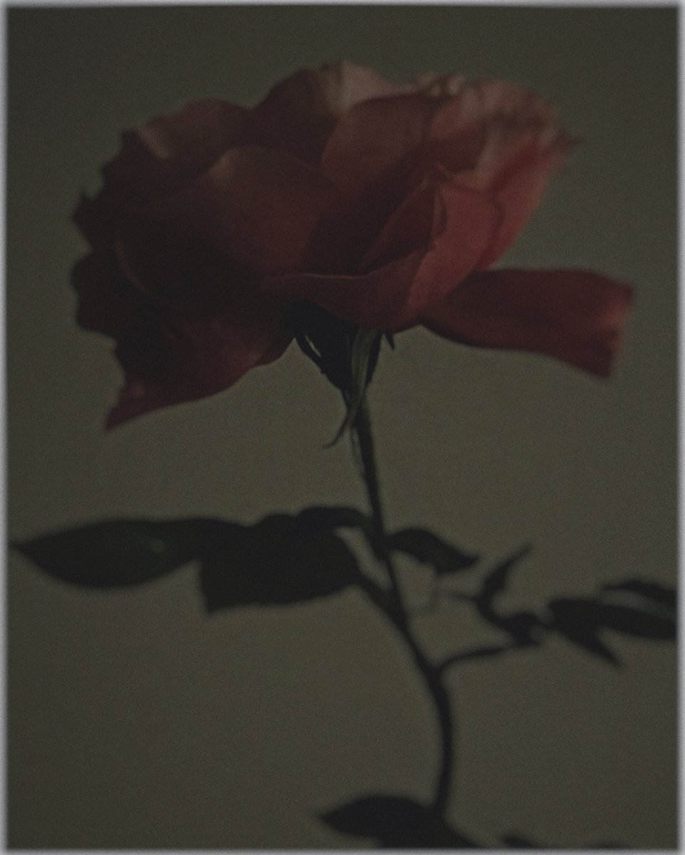 itisjust's tweet photo. —GM

the rose is a symbol of an ever-changing and opening up new facets of the world

#FLOWER #photograghy https://t.co/qSpH1YHLLZ