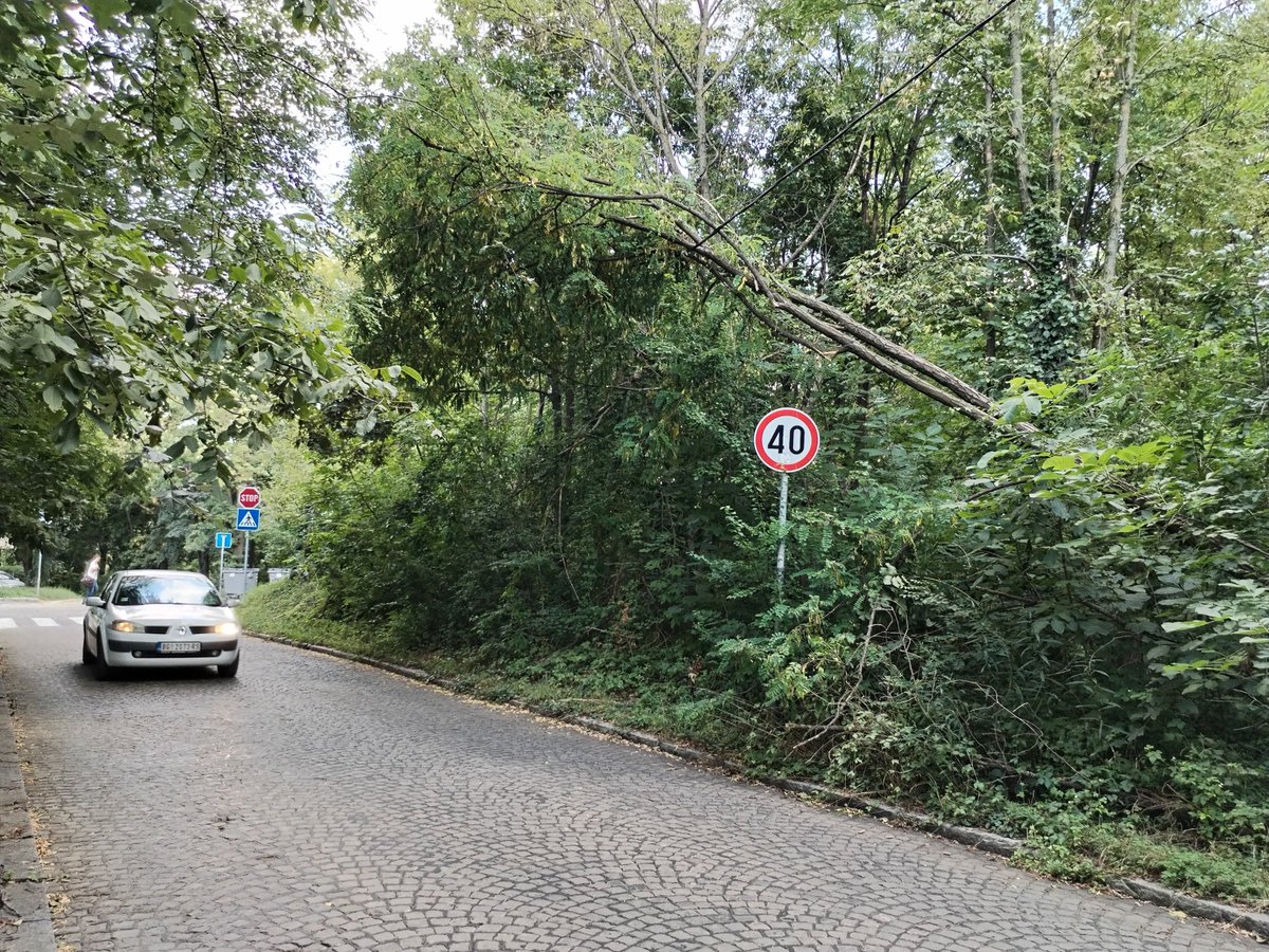 LidijaLidija64's tweet photo. #prijavi_problem U Zvezdarskoj šumi, pred kraj Kordunaške, na uglu sa Volginom, stablo oboreno leži preko (rekla bih) elektručnih vodova već 10 dana. https://t.co/GUa6Q3pjc1