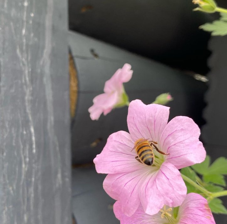 JustPlants's tweet photo. A smoking shelter transformed! What would ordinarily be a drab looking setup, reimagined. 

Planting encouraging bee activity 🐝 with the irrigation from rainwater 💦

The @herebristol team have installed water butts, capturing the rain water which we use around the site... https://t.co/wyaeY4LoC9