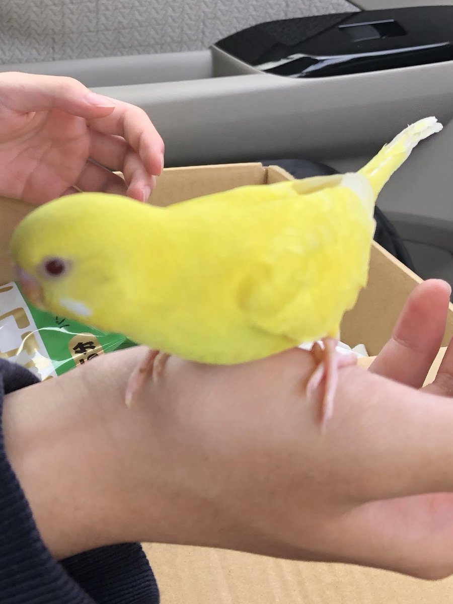 maxmatoi33's tweet photo. 黄色のセキセイインコを探しています。7/29、17時から18時の間に逃げてしまいました。
目撃された方がいましたら情報お願いします。
入間市藤沢地区です。
#迷子鳥#迷い鳥#拡散希望 https://t.co/yMkGr5Km6z
