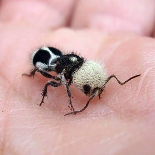 The illusive Panda Ant. They are actually not ants but wasps called Mutillidae.
