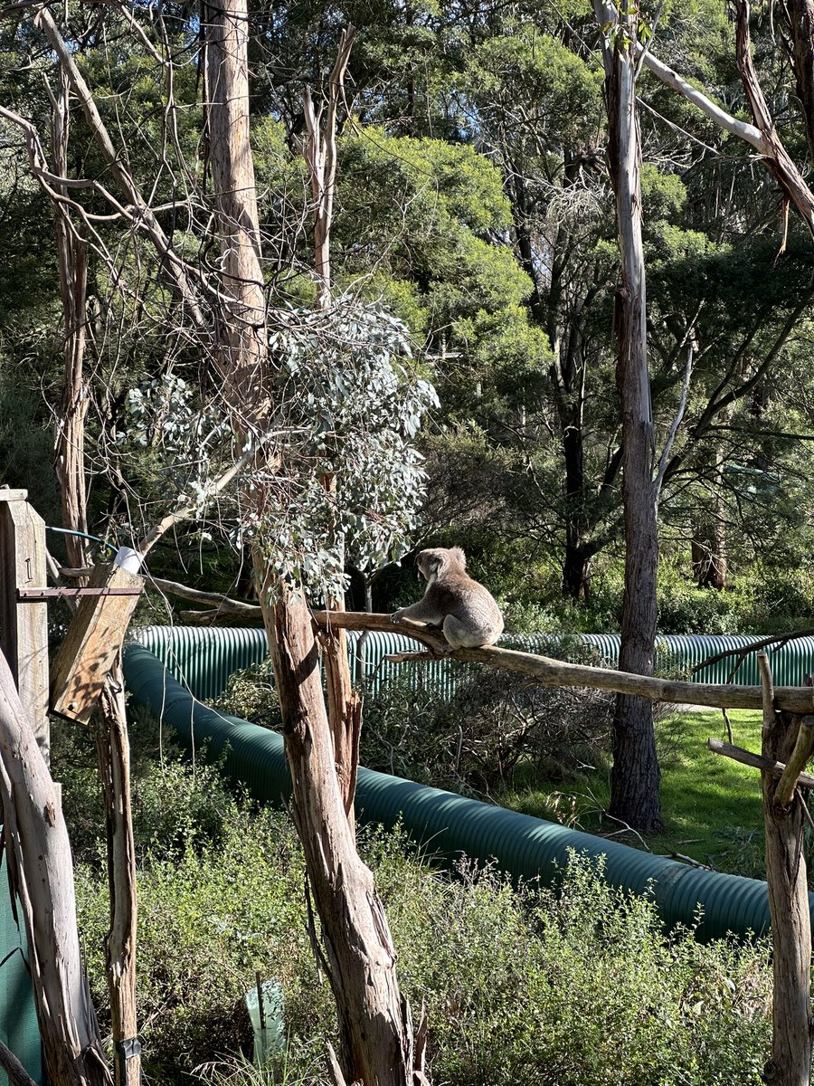 7floweredXoch's tweet photo. @RonniSalt It’s hubby’s birthday today. We had a nice lunch on Phillip Island and visited some koalas. I am cooking him shepherd’s pie at his request. Thank you Ronni! https://t.co/3xRBWolnof