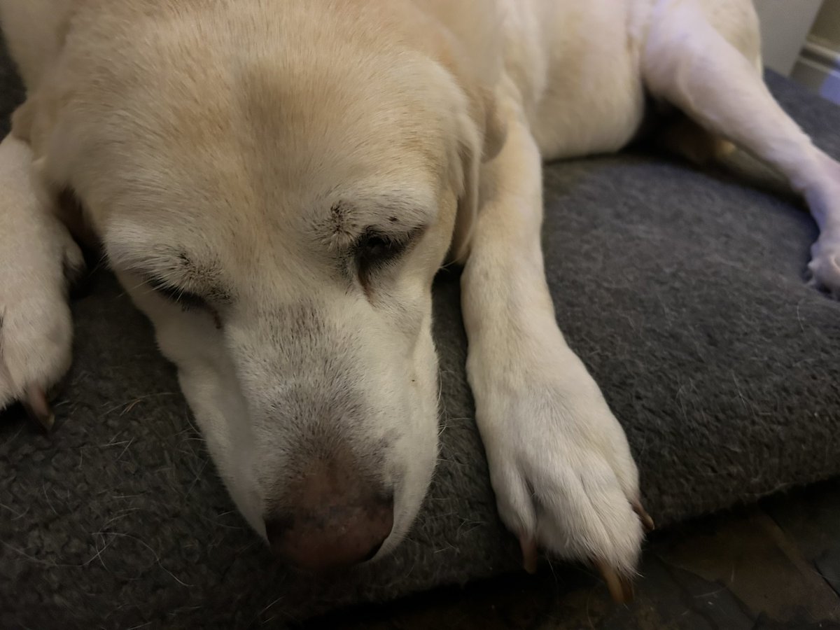 dog_nancy's tweet photo. Hello everyone I known it’s been a long time since I posted but Mum has been rubbish at helping me and I’m not good at it myself.  I’m still here though, very wobbly and I don’t seem to remember where to 💩 anymore but my tail still wags and I enjoy my food and walks and sniffs! https://t.co/H9iAPyOQaj