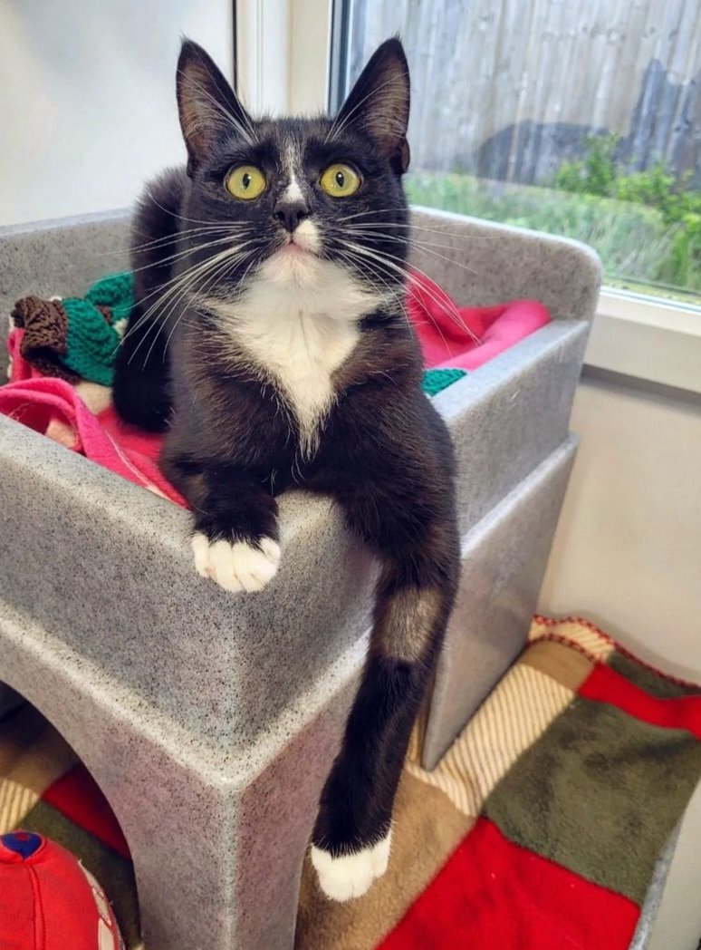 #TynesideUpdate 🐾

After no luck here in the North East  Deidre, Tulip and Chick&amp;Bunny are heading to @cpwarrington on Monday in the hopes of finding their #fureverhome 🤞🏻

They will be a huge miss here at our centre, but we wish them all the luck in the world! 🤞🏻💗