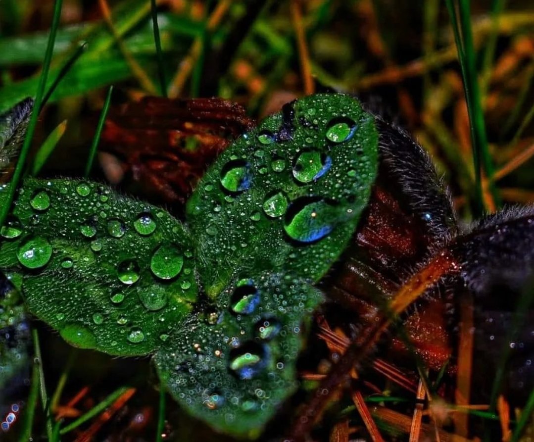 photography #waterdropsmacro
#waterdropphotography #macrophotography #macromood #macrophoto #macronature #upclosephotography #naturephotography #naturelovers #nature #beauty #raw_allnature #raw_flowers #raw_photography #ourbeautifulborough #ilovenature #throughthelens #nikonclub