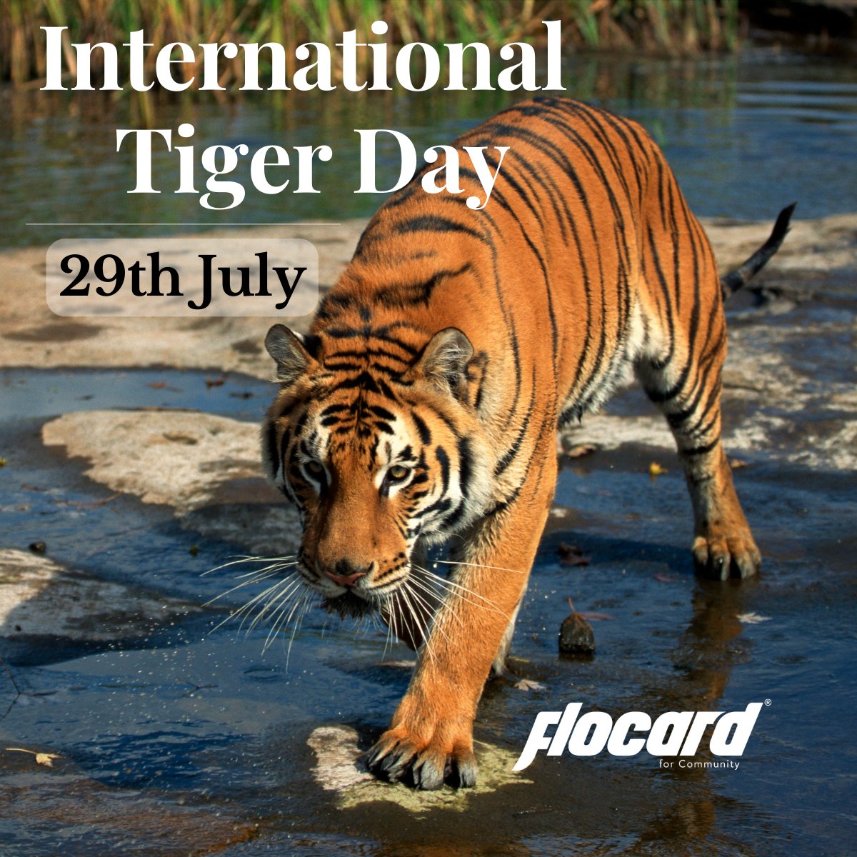 Roaring in sorrow! 🐅On #InternationalTigerDay, let's raise our voices and stand together for the majestic tigers! Let's not forget that we hold the power to protect and restore their habitats.

#ChangeSoonItsMonsoon #WorldNatureConservationDay #Beast #YouAreTheLight