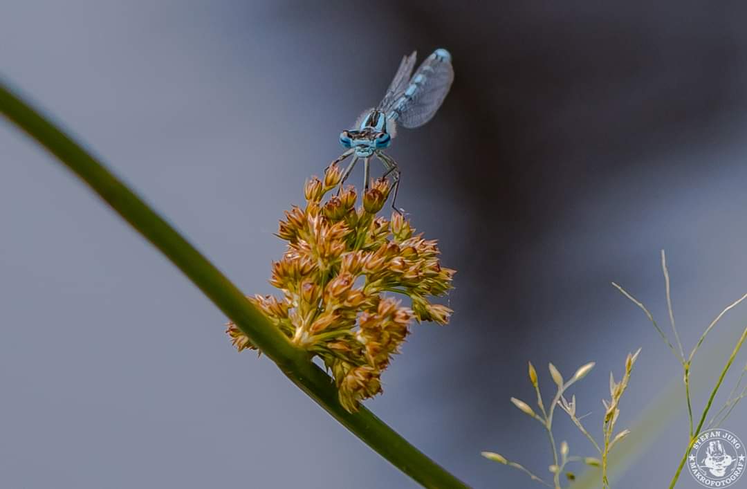 Ich wünsche allen ein schönes Wochenende 😊

Gemeine Becherjungfer