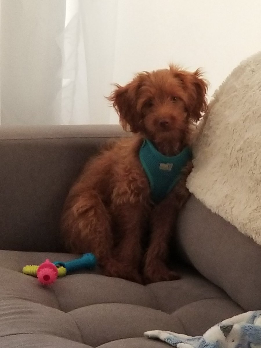 lilythecutiepoo's tweet image. Why did mommy wake me up so early #morningpoop #sleepy