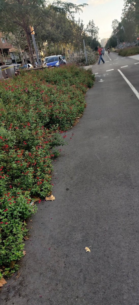 MaricelSaball's tweet photo. Bon dia @bcn_ajuntament @BCN_SantAndreu
@barcelona_010 @BCN_Mobilitat
@BCN_Accessible
🆘🆘🆘🆘🆘🆘🆘
Que podríeu podar les plantes que envaeixen el carril bici de la #Merdiana fins a Glòries.
I de pas, replantar i netejar tot el que està mort?🙏
És un perill! Per variar😑 https://t.co/vgc30SSiV2