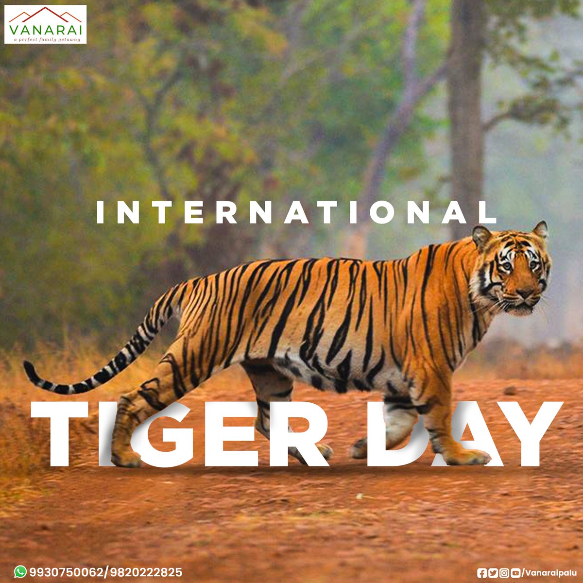 Vanaraipalu's tweet photo. 🌿🐅🌿 On this International Tiger Day, let's pledge to protect our forests and the magnificent creatures that call them home! 🌿🌱🐾
.
@alappkorde
#vanraipalu #InternationalTigerDay #protectforest #forest  #savewildlife #Magnificent #homestay #villa #murbad #sahyadrimountains https://t.co/aH6Tc1tqkg