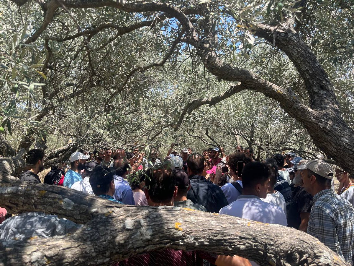 TipEkoloji's tweet photo. Hatay #Dikmece'de halkın zeytinliklerine ve tarım arazilerine, 14 Temmuz'da Meclisten geçen 18 ilde zeytinlikleri imara açma hamlesi ile TOKİ el koymaya çalışıyor.Hatay İl Örgütümüzün de desteğe gittiği Dikmeceliler iş makinelerini geri yolladı, #Akbelen'de direnenleri selamladı. https://t.co/WwHDICbccQ