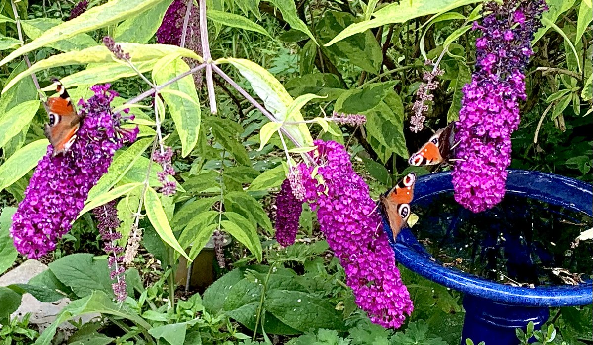 Peacock cocktail bar… #Butterflies #butterfly #GardenersWorld #GardeningTwitter @buddleiabush #nature #NaturePhotography #TwitterNatureCommunity #TwitterNaturePhotography #SaturdayMorning #SaturdayVibes #NatureConservation @ukbutterflies @NatButterflies