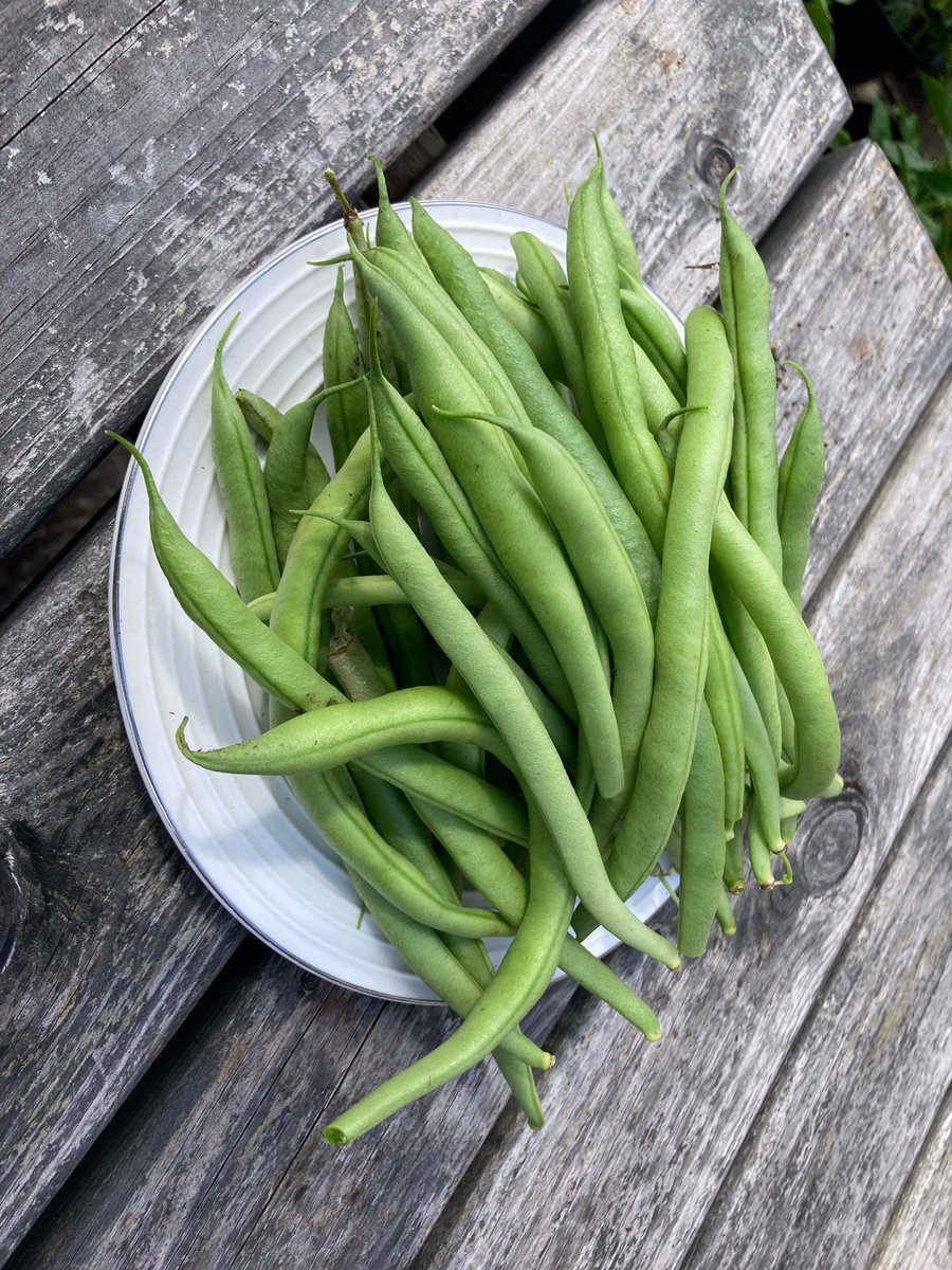 bristolpat's tweet photo. So excited about this. The first thing I’ve successfully grown and can eat. https://t.co/yd9YWoogtL