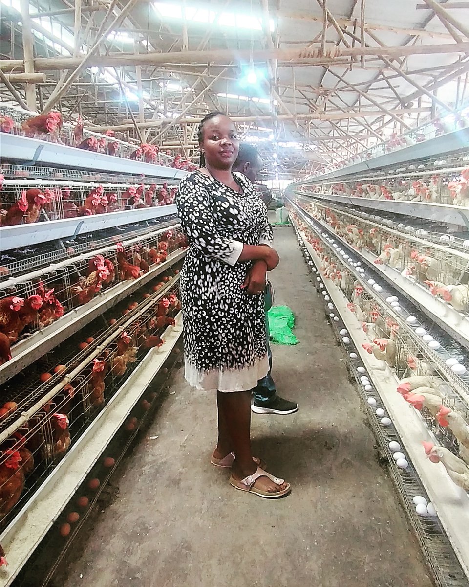 TeddyNabakoozaG's tweet photo. Do not be limited by living in a city or heavily populated town, repurpose your space to grow food and/or rear animals.
#modernfarmingmethods
#poultryfarming
#urbanfarming https://t.co/oyp0gVTBpR