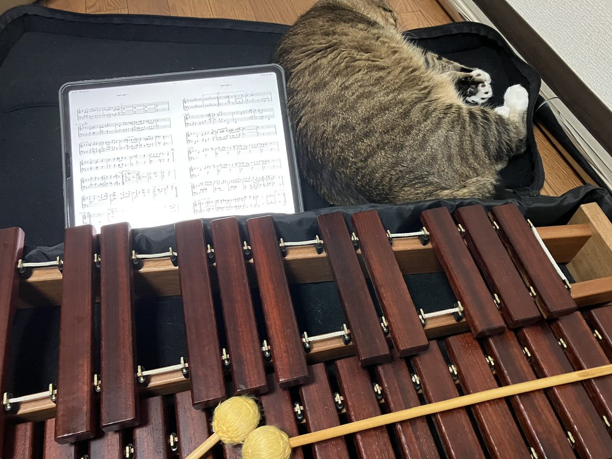 すでにチケットをお買い求めくださった方々、ありがとうございます🥹

引き続きどうぞよろしくお願いいたします✨

やる気しかない石橋と寝る気しかない猫より