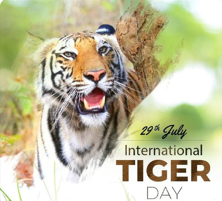 Happy #InternationalTigerDay2023 everyone. Let's pledge to conserve our National treasure, our Pride. 
@UN_SDG #Lifeonland #sustainable