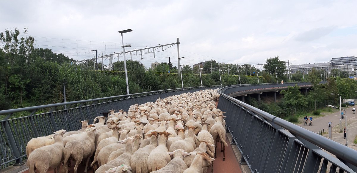 Ingrid Kerkvliet (@ikerkvliet) on Twitter photo Fiets ik met mijn oogstaandeel* van deze week van <a href="/HBLingezegen/">HBLingezegen_Grootstal</a> naar huis, kom ik dit prachtige 'verkeer' tegen. De kudde van <a href="/BartWillers/">Bart Willers</a>. Prachtig! Goede tocht Bart! (*oogst van deze week: sla bieten courgette bonenkruid). Fiets ik met mijn oogstaandeel* van deze week van <a href="/HBLingezegen/">HBLingezegen_Grootstal</a> naar huis, kom ik dit prachtige 'verkeer' tegen. De kudde van <a href="/BartWillers/">Bart Willers</a>. Prachtig! Goede tocht Bart! (*oogst van deze week: sla bieten courgette bonenkruid).