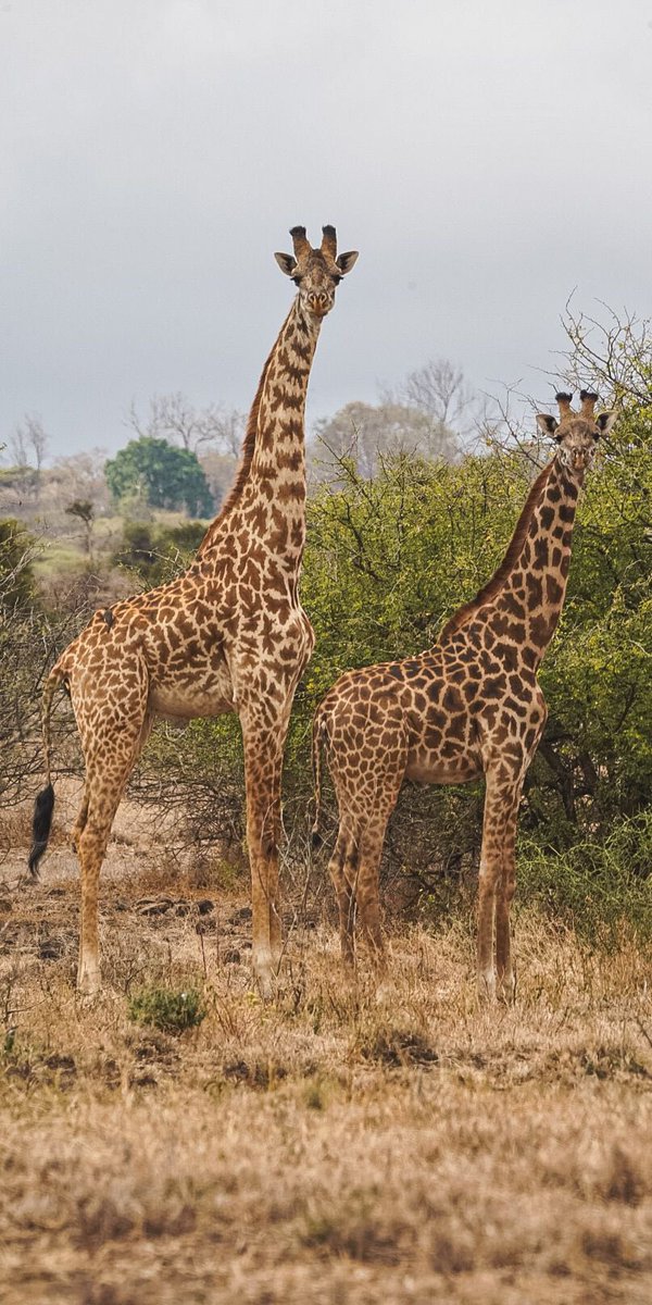 Phenomenal trip experiencing walking and driving safari <a href="/CampsInt/">Camps International</a> in Tanzania for our students! <a href="/PE__MrA/">Mr A</a> 🇹🇿👌