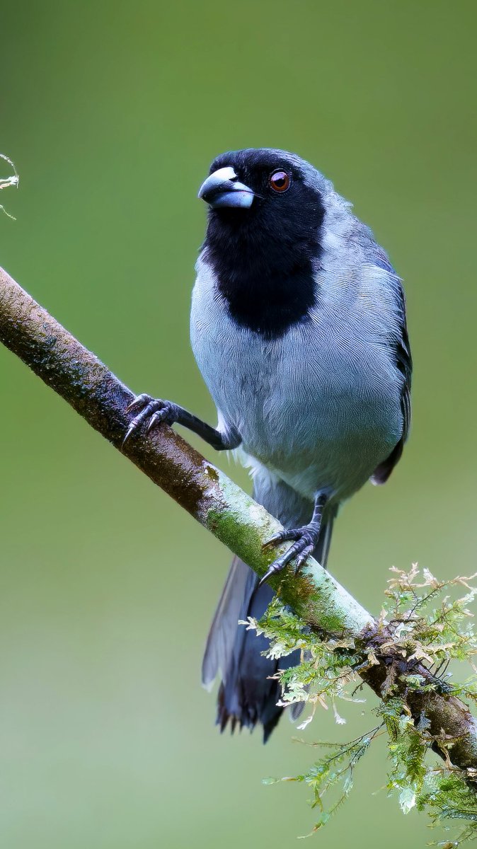 Sábado de máscaras, Black-faced Tanager.