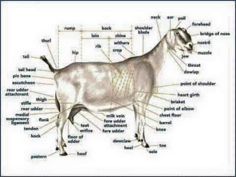 بکریوں کی فارمنگ ۔۔۔۔۔۔بہت زیادہ منافع بخش کام 

۰۱-بکریوں کے شیڈ کا طریقہ :۰  

۱-بکریوں کے شیڈ کی تعمیر کے لے ہمیشہ جگہ اونچی ہو اور ایسی جگہ ہو جہاں قریب سیلابی پانی کے آنے کا خطرہ نہ ہو ۰
۲-شیڈ کی بنیادیں بھی زمین سے ۲ یا ۳ فٹ اونچی ہو تاکہ اندر کے پانی کی نکاسی اچھی ہو ۰
۳-
