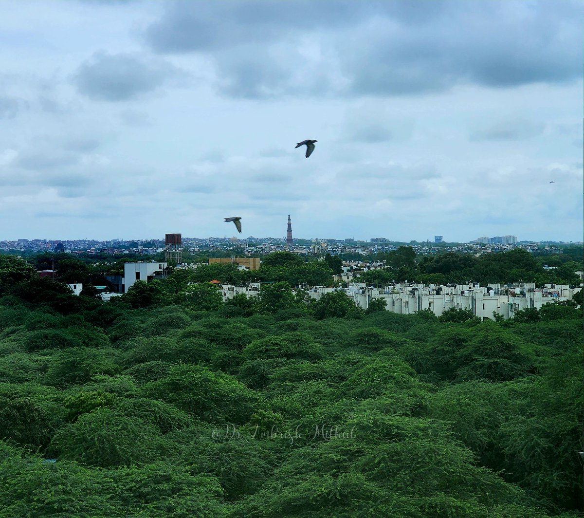 DrAmbrishMithal's tweet image. #viewfromthewindow #Saket 

#Delhi 

#monsoon 

#DelhiRains