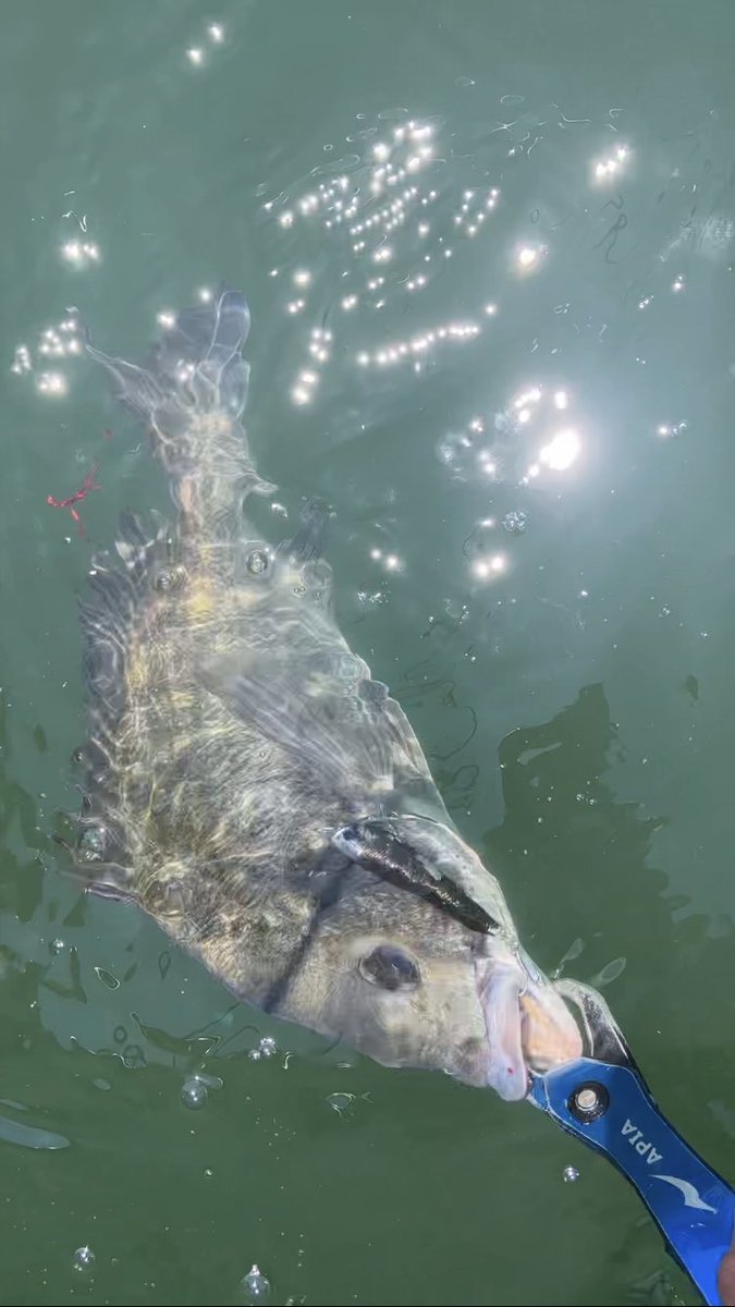 ta_chin_bream's tweet photo. 今日は午前中はボート、昼からはオカッパリ🎣 トップメインでしたがバラしのオンパレードで8枚しかキャッチ出来ませんでした( ; ; )釣り後のニンニクマシマシラーメン最高◎#
#クレイジーフラッパー #チヌトップ #ボートチヌ #アルゴ69 #ARGO69 #GRANDAGEVICE #グランデージヴァイス #APIA #二郎系 https://t.co/wyXdsV2QzB